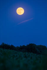 natural full moon over a field and bushes at blue hour