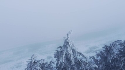 Wall Mural - Frozen pine trees on a hillside