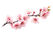 Pink Cherry Blossom Isolated On White