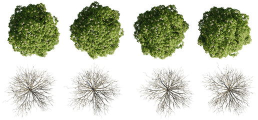 set of trees rendered from the top view, 3D illustration, for digital composition, illustration, 2D plans, architecture visualization