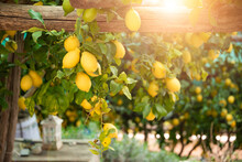 Lemons Growing In A Sunny Garden On Amalfi Coast In Italy