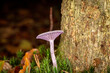 A fungus growing next to a tree in woodland, with a shallow depth of field