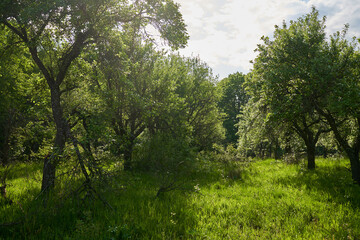 Wall Mural - Unkempt plum orchard