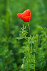 Sticker - Poppy flowers in closeup