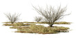 dry bushes and grass, desert scene cut-out, isolated on transparent background