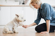 Close up view of charming lady holding left paw of adorable white terrier while leaning on floor of modern kitchen. Talented pet owner teaching purebred dog basic obedience on sunny day at home.