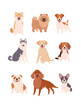 Funny Purebred Dogs collection. Vector illustration of happy cartoon diverse purebred dogs in trendy flat style. Isolated on white