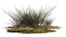 Dry Bushes And Grass In The Savanna, Isolated On Transparent Background