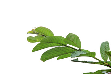 Wall Mural - close up of fresh green guava leaves isolated transparent background png