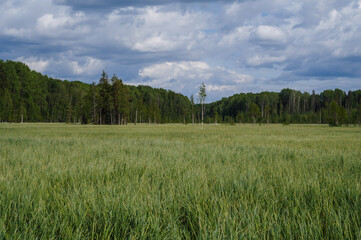Wall Mural - large swamp with grass in field in forest on a cloudy summer day in Russia
