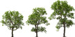 pecan deciduous tree, pecan nut, tree, hq arch viz cutout