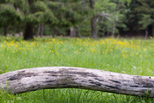 Wooden Log On A Meadow With Yellow Flowers