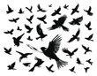 flying bird silhouettes element set collection for icon logo