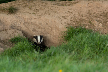 Wall Mural - Badger emerging from the Sett on a Summer's evening in June.  Alert and facing front.  Scientifc name: Meles Meles.  Horizontal, space for copy.