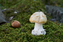 Poisonous Mushroom Amanita Gemmata In The Moss. Known As Gemmed Amanita. Wild Mushroom In Oak Forest.