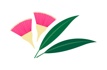 Wall Mural - eucalyptus leucoxylon pink flowers and leaves.