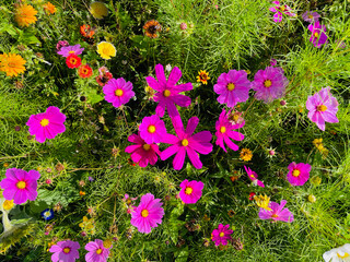 Wall Mural - Beautiful cosmos flowers in the garden - summer flower background - floral greeting card