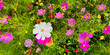 Beautiful cosmos flowers in the garden - summer flower background - floral greeting card