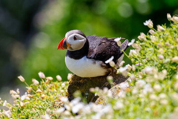 Wall Mural - Puffin bird 