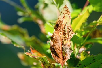 Wall Mural - Plant disease detail, Mahonia rust Cumminsiella mirabilissima on underside of leaf