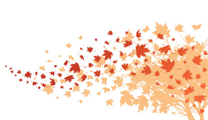 maple leaves. autumn background with maple leaves flying and falling from the tree. isolated on whit