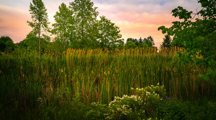 Wall Mural - Sunrise over the tranquil marshland with common reeds, white wild rose flowers, and dramatic clouds in New England