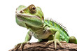 Close-up of a green lizzard on the branch isolated on white background, Generative AI