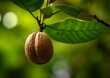 nutmeg still attached to the Myristica fragrans tree, with green leaves in the background