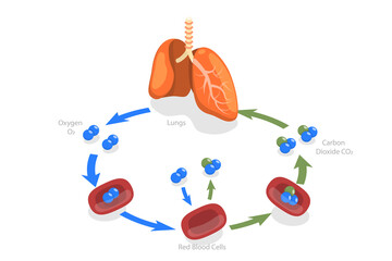 3d isometric flat conceptual illustration of human gas exchange