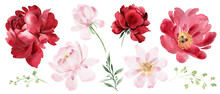 Watercolor Flowers Clipart Burgundy Peonies, Pink Peonies,
