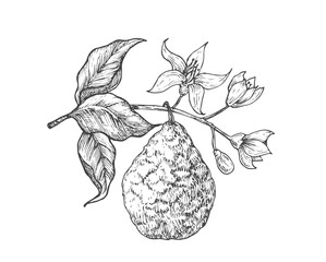 Wall Mural - bergamot fruit branch. hand drawn sketch fruit with leaves vector illustration. natural vegan plant 