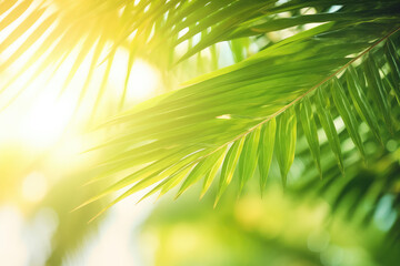  Palm leaves in the sunlight.
