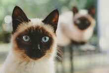 Portrait Of A Siamese Cat With Blue Eyes Against Another Cat In A Blurry Focus. The Thai Cat Looks Out The Window.