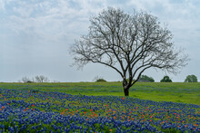 Lone Tree In The Texas Countryside With Blooming Bluebonnet Wildflowers During Spring