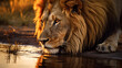 Thirsty Lion King