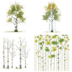 a set of flat birch tree vector illustration