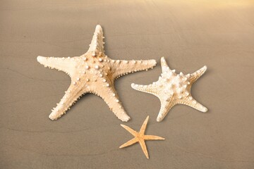 Wall Mural - Different types of dry starfish on sand