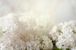 © petrrgoskov - Blooming white lilac flowers