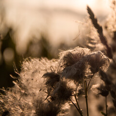 Fototapete - Dry brown plants on a light background. Beautiful landscape for a postcard or poster.