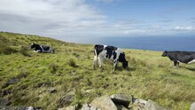 Irish Dairy Cows Grazing In Field Above Cliffs Of Moher