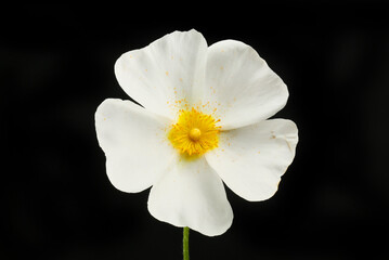 Wall Mural - Cistus against black