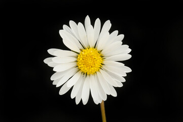 Wall Mural - Daisy against black