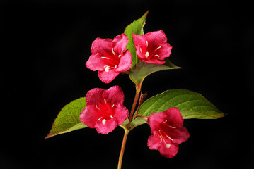 Wall Mural - Weigela against black