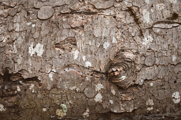 Close up, the imprint of a bark beetle on a piece of bark. the tree was eaten by a bark beetle, dry old tree macro