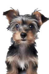 Close-up of a cute puppy dog sitting looking forward. On a transparent background - Generative AI 