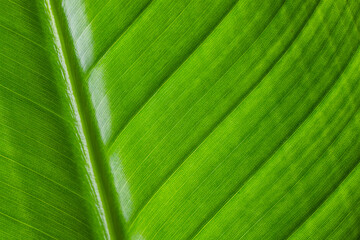 Wall Mural - Fresh green plant leave texture pattern