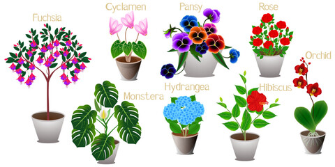 Wall Mural - Set of indoor plants on a white background.