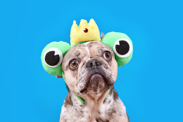 Wall Mural - Funny French Bulldog dog with frog headband with crown and large eyes on blue background with copy space