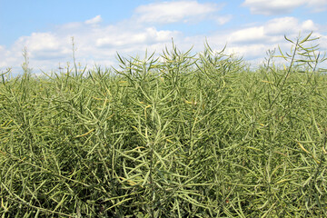 Wall Mural - On the plant are pods winter crops of rapeseed