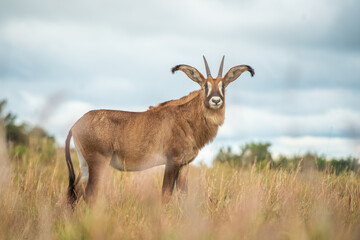 Poster - deer in the wild